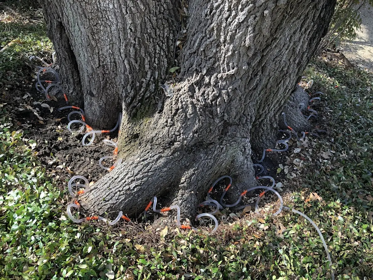 Detailed Tree Cabling and Bracing job site in Nixon