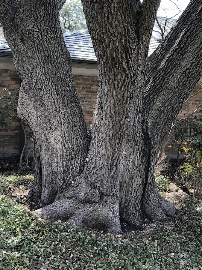 Mature heritage tree close to a Nixon property cared for by certified arborists